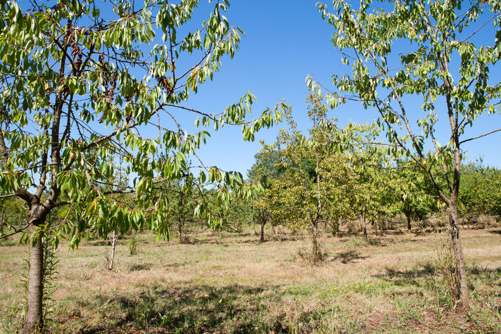 2014-LAGR--Conservatoire-arbres-fruitiers-Lagrange--OT-Landes-d-Armagnac--YM--3-.jpg