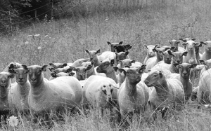 Moutons 2.jpg