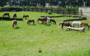 les poneys et chevaux dans les prés et terrain croos.JPG