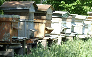 Photo_1.jpg