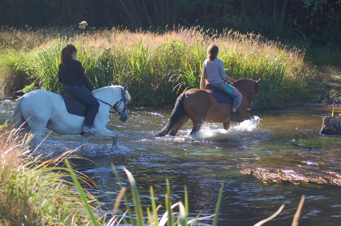 chevaux