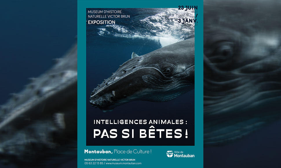 23.06.2020 AU 03.01.2021 Intelligences-animales.jpg