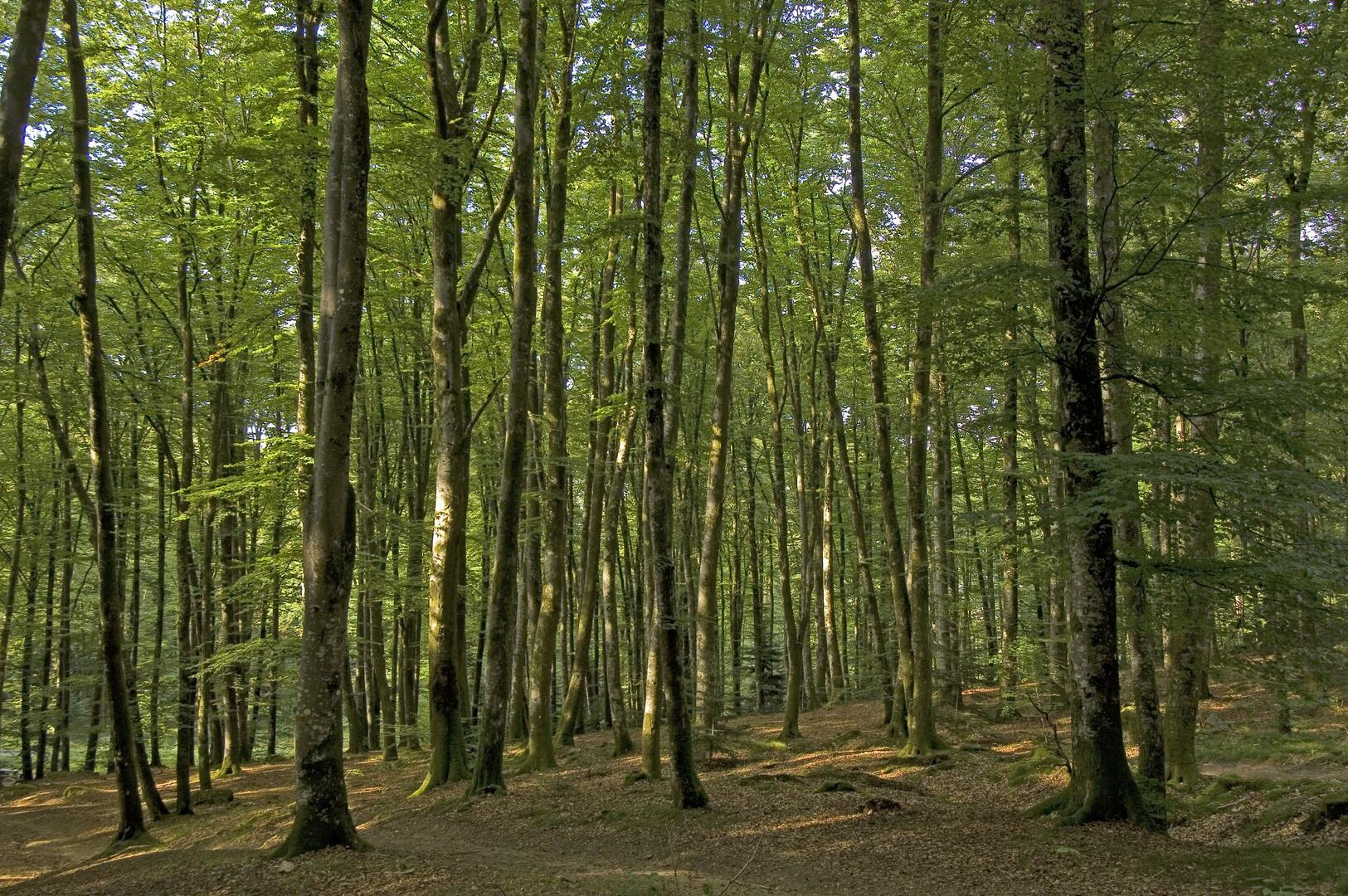 foret-chabrieres_3422.jpg