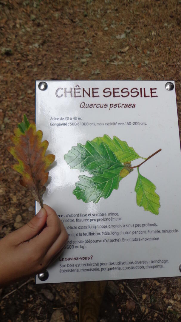 Parcours forestier 1.JPG
