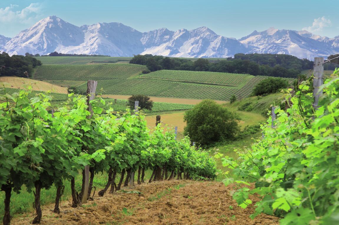 Vignoble Madiran Vignes Pyrénées © OTPVA.jpg