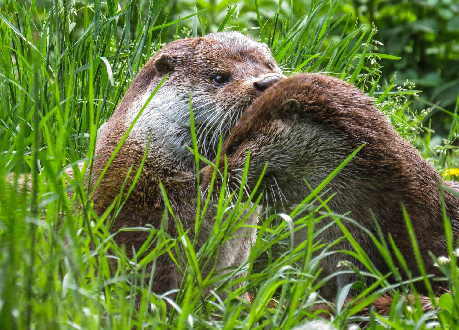 Loutre© Gerhard Gellinger_Pixabay.jpg