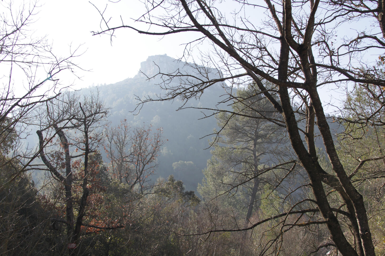Bois de la Lare-Sainte-Baume OTI Aubagne.jpg