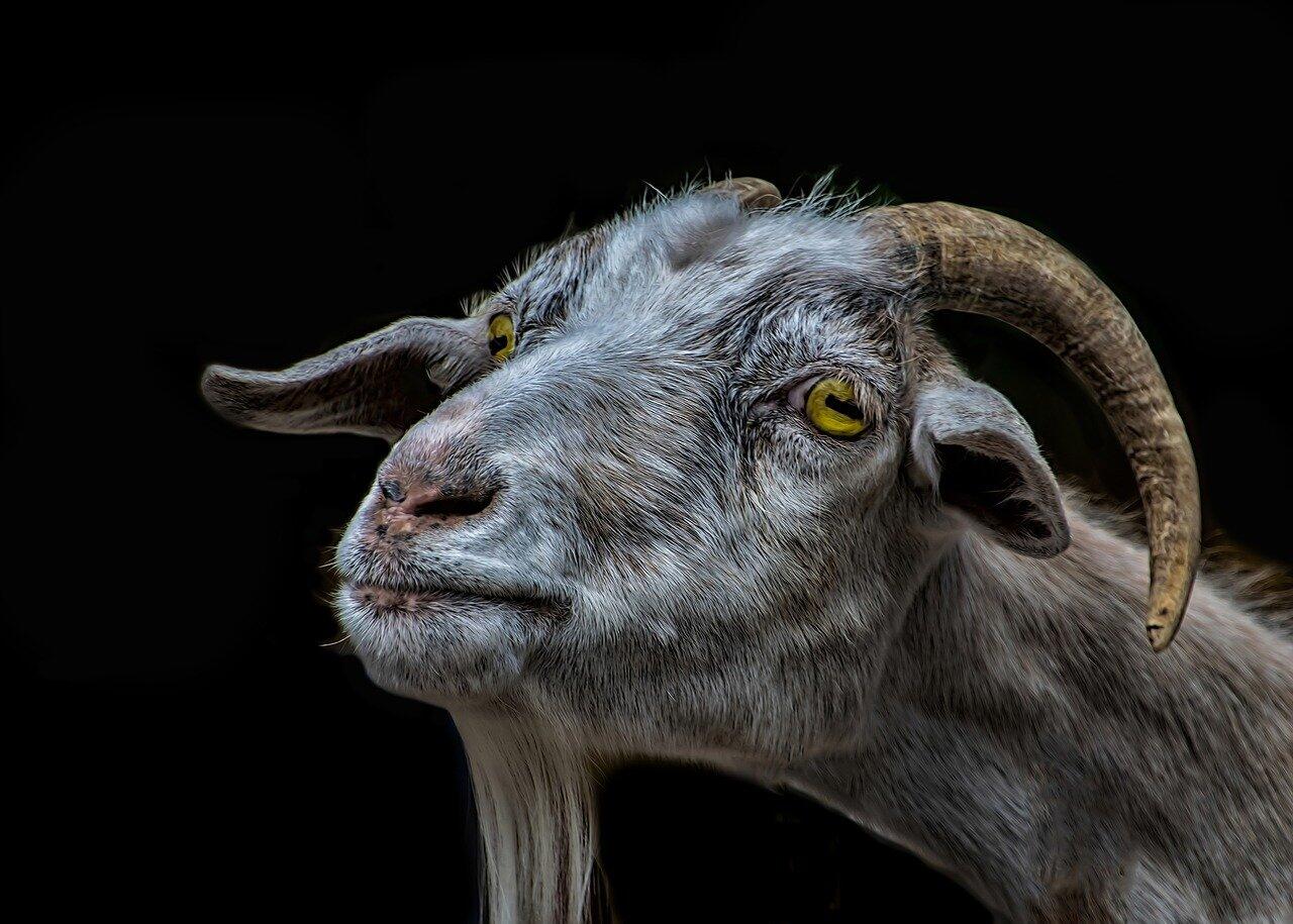 goat-3180258_1280.jpg