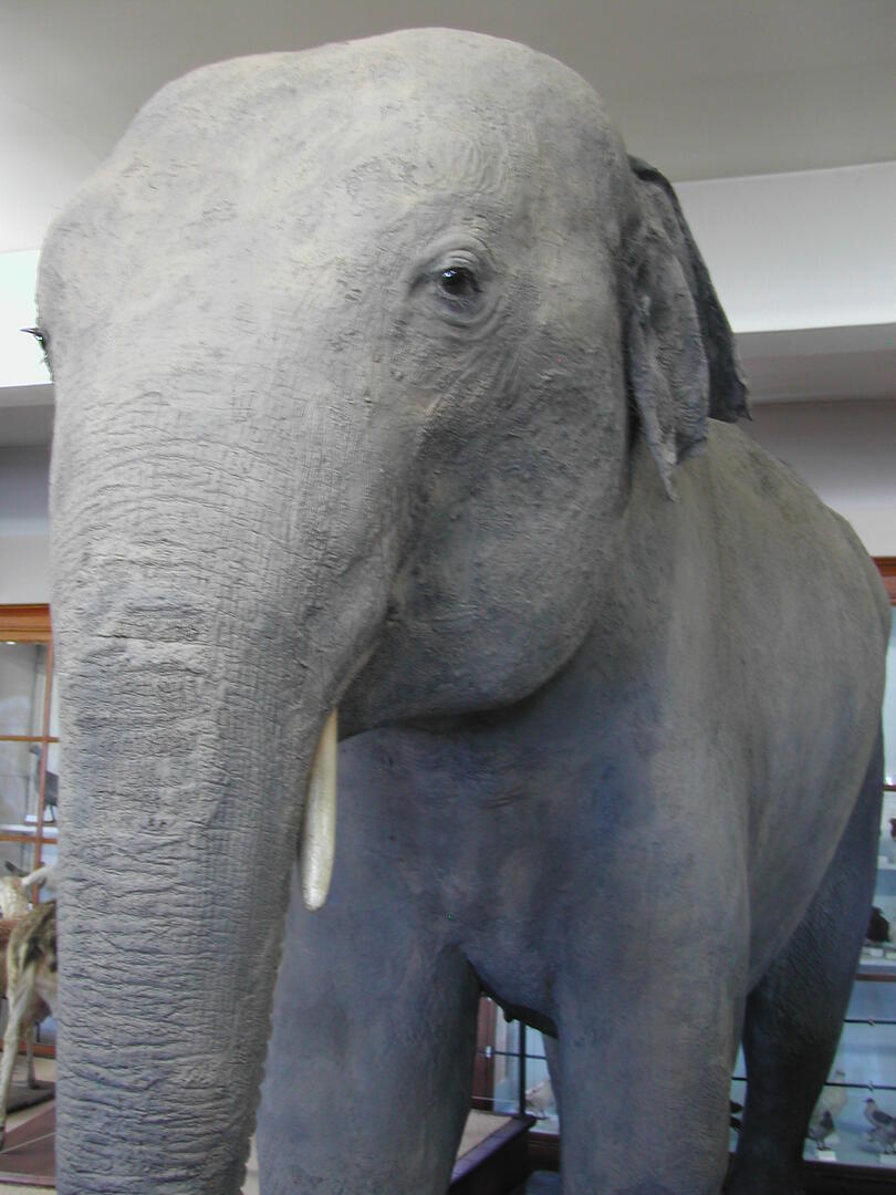 06.08.20 Dans les coulisses du muséum.JPG