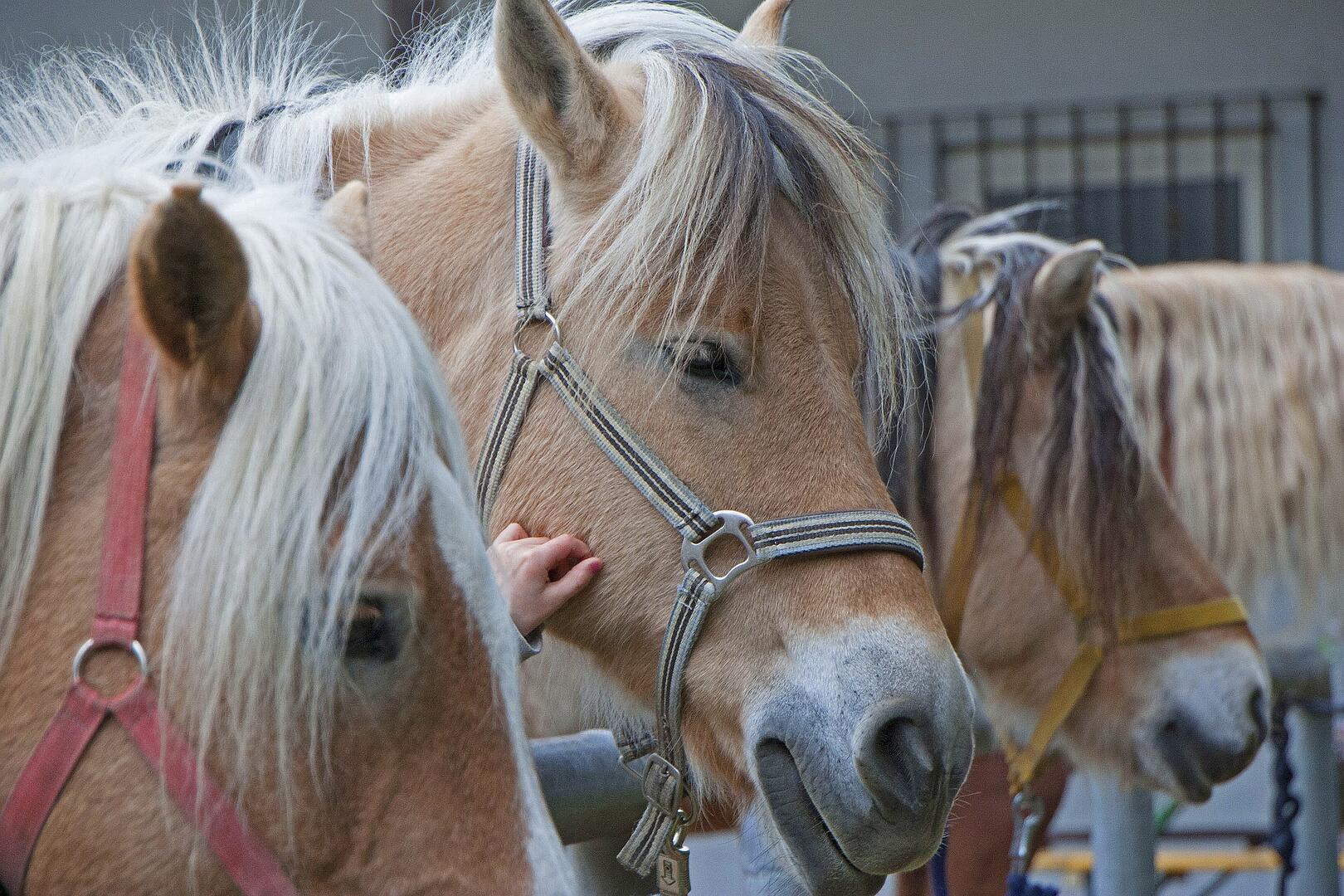 Poney_La_Roche_Posay.jpg