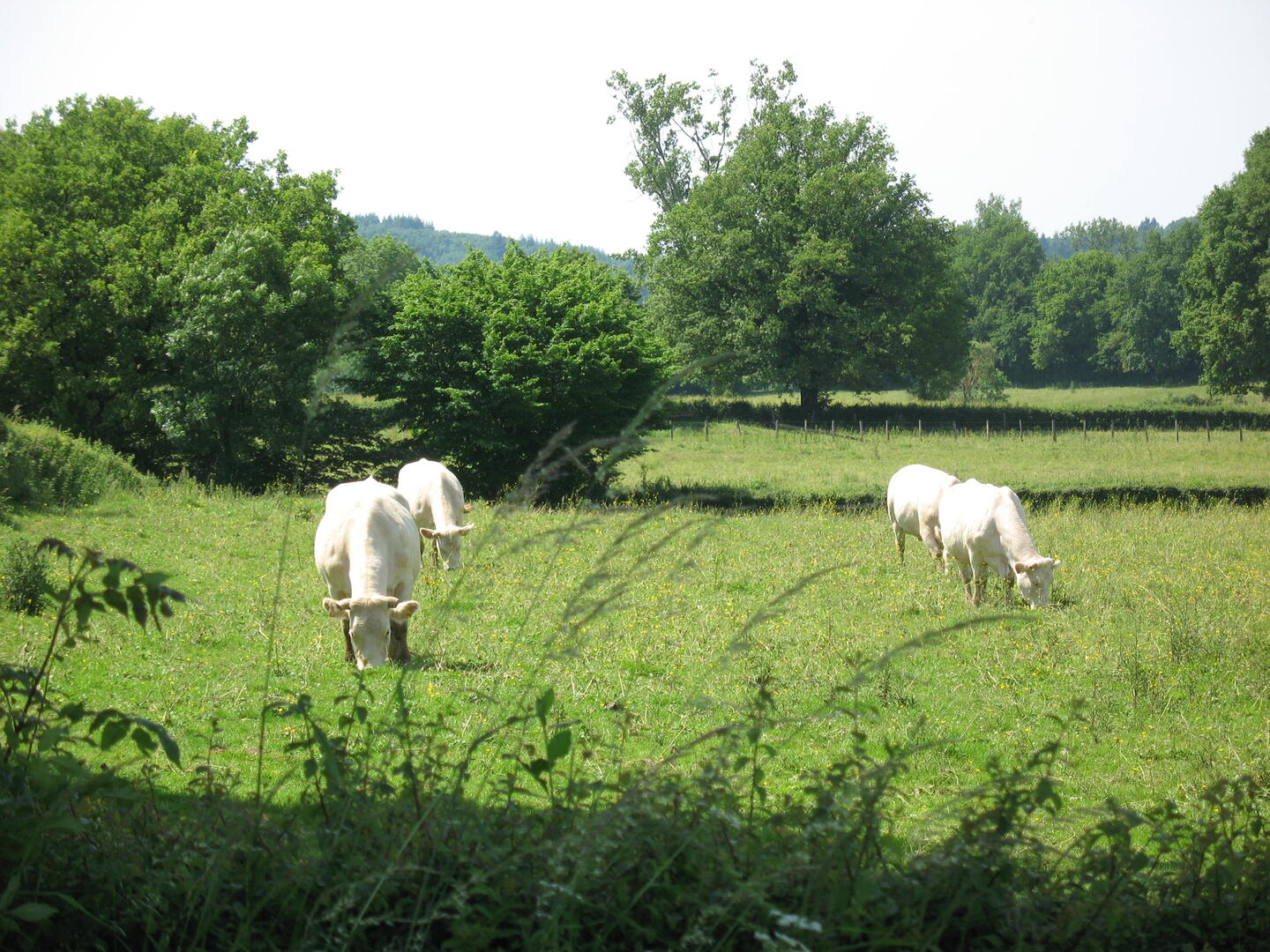 Photo D Fayard vaches au pré©Pays Charolais-Brionnais, D. Fayard.JPG