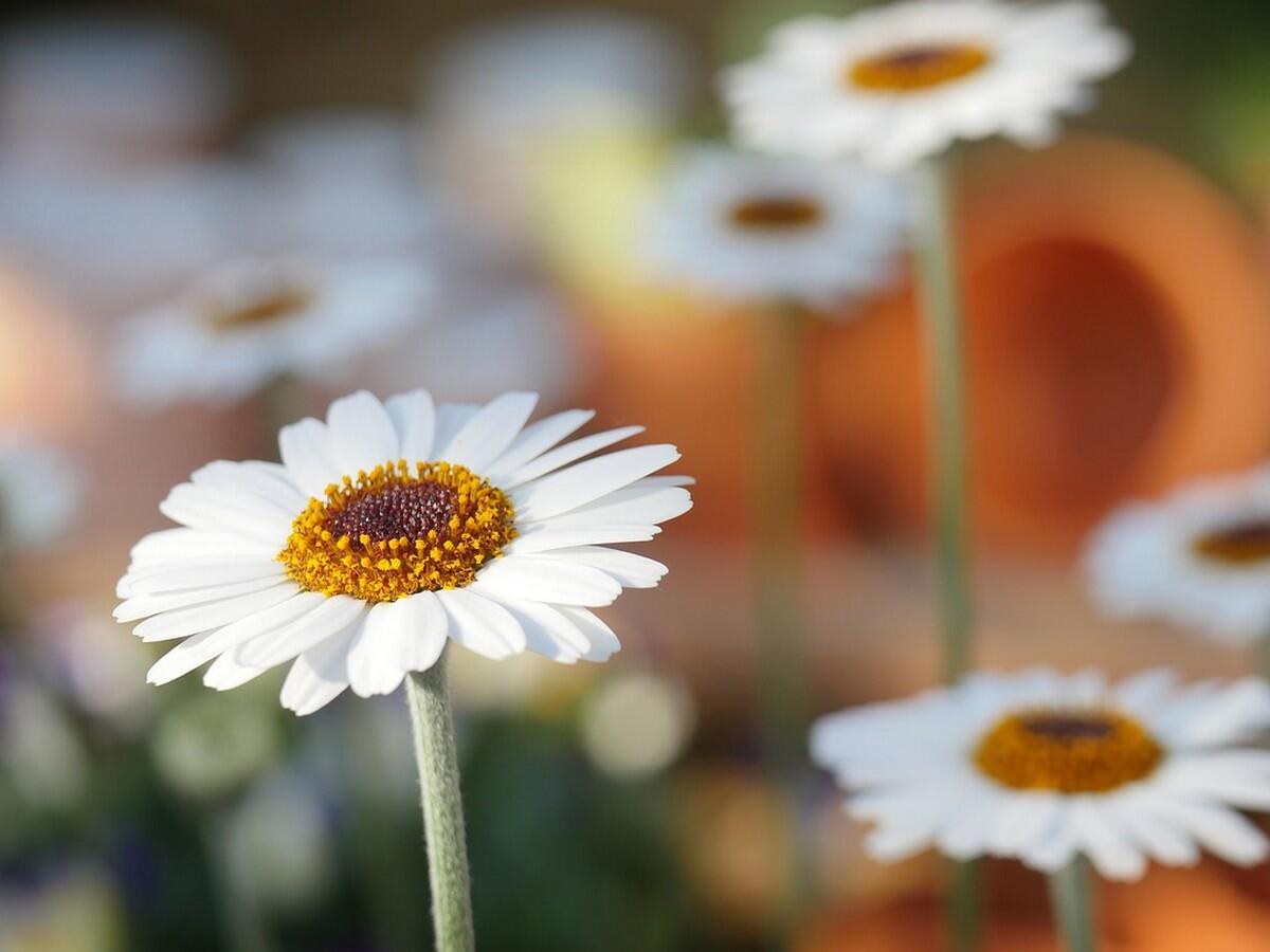 nature-3184889-1280-2.jpg