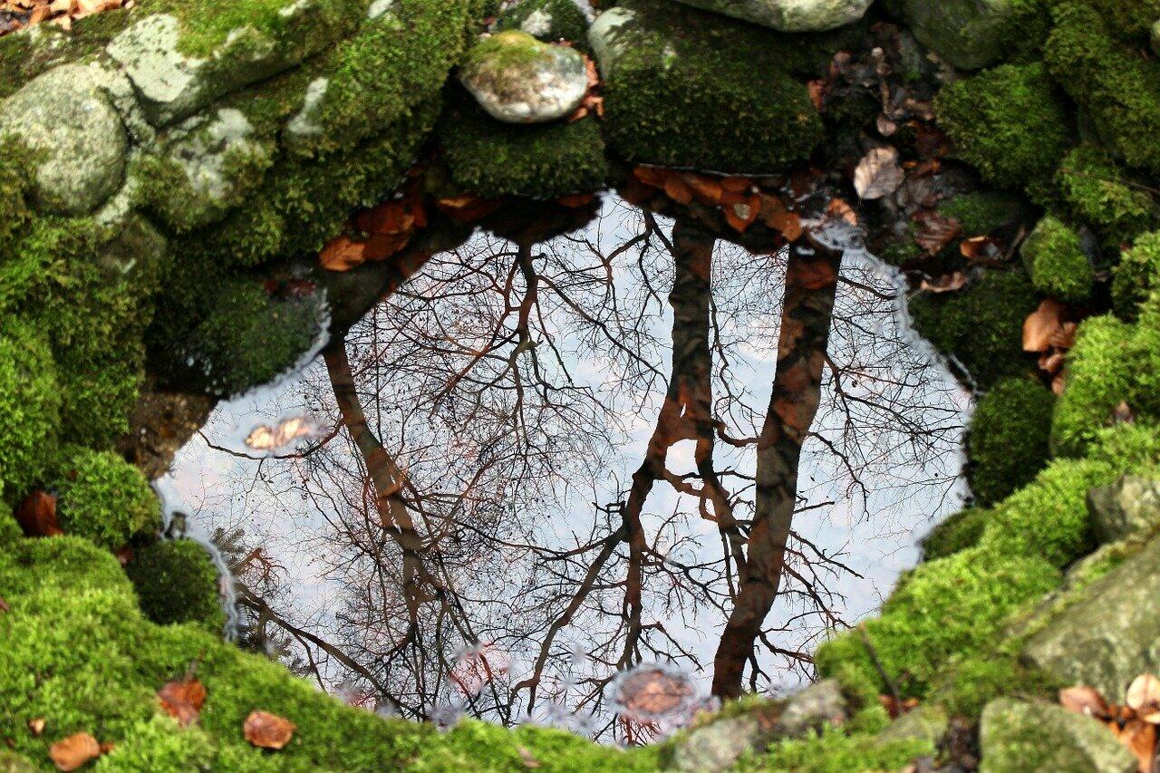 nature-254951_1280.jpg