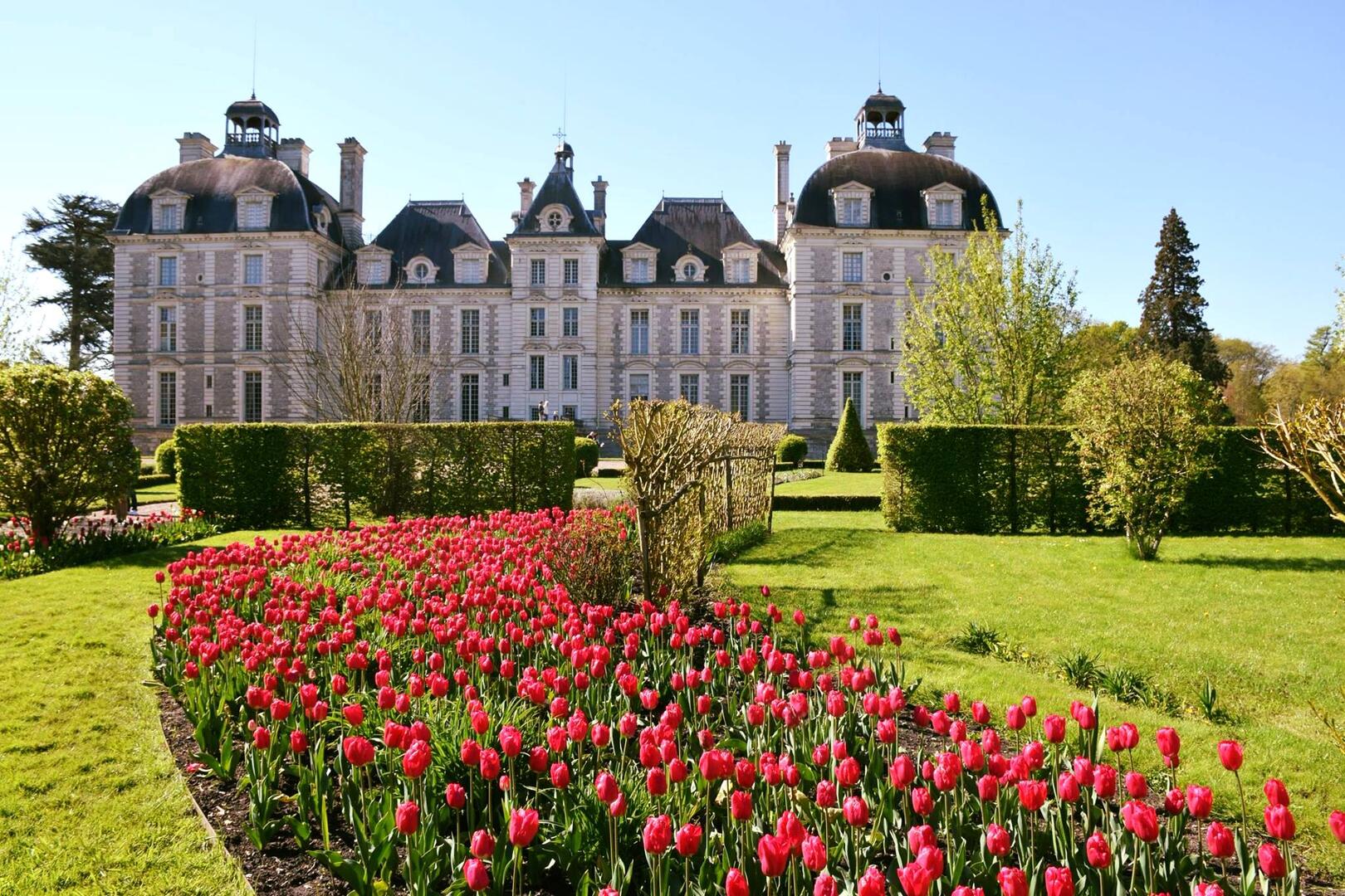 Tulipes.jpg