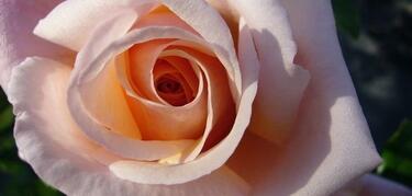 lili_rosa_rose_damour_2_3.jpg