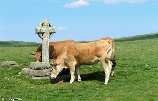 Aubrac-vache-chemin-urbainV.jpg