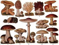 champignons.jpg