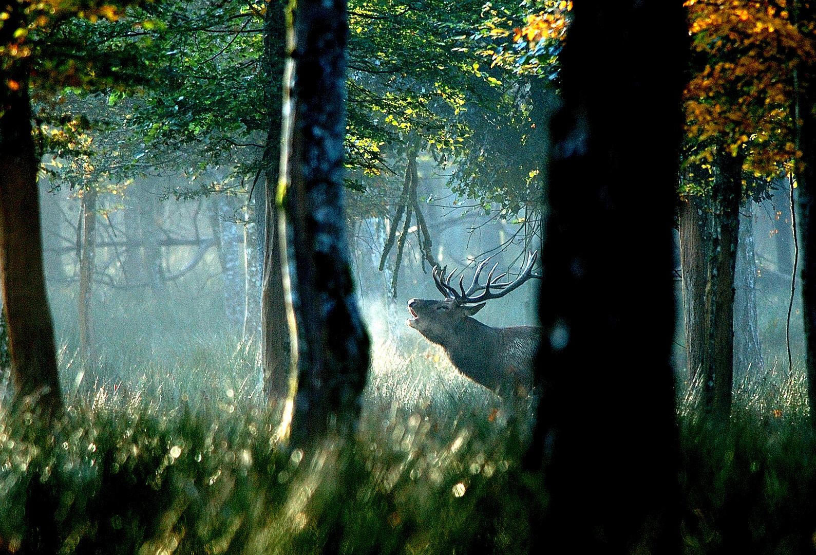 Cerf - Pierre Garaud - PNRFO.JPG