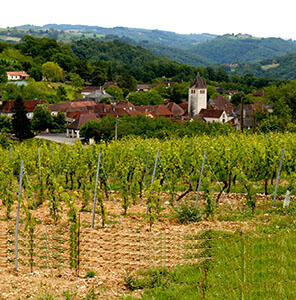 photo présentation vigne glanes.jpg