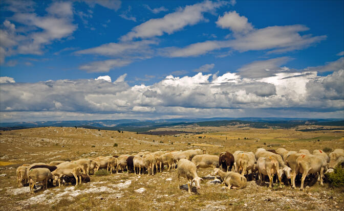 Causse-3.jpg