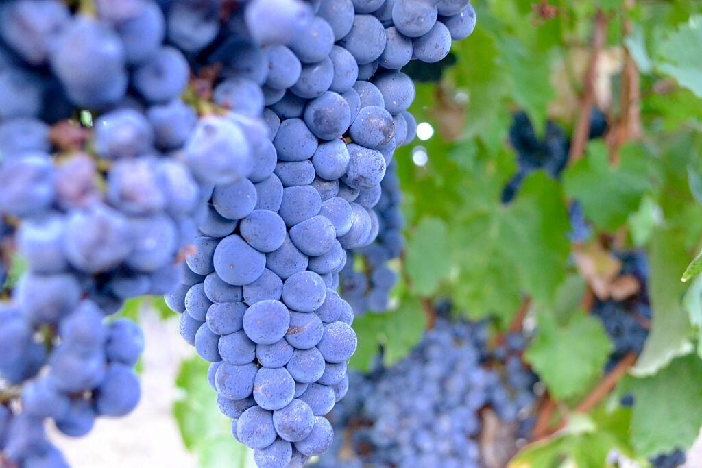 Domaine de Berrit