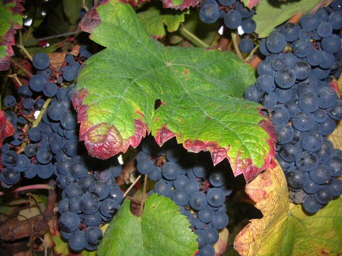 vignes
