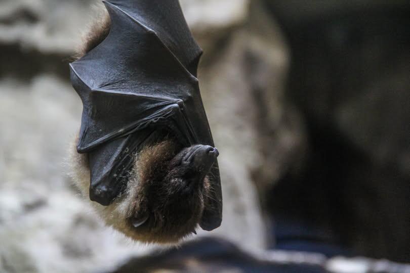 Chauves-souris-2