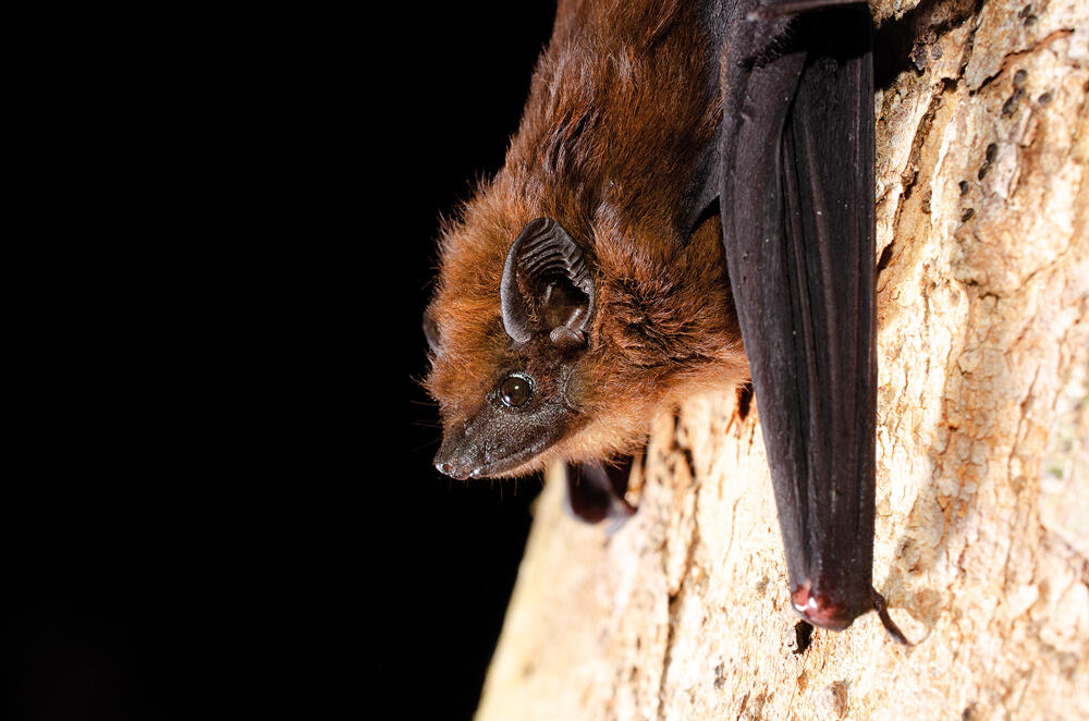 Chauves-souris
