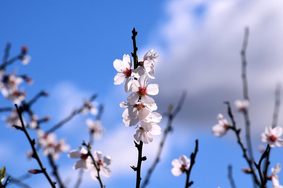 almond-tree-3151787_960_720