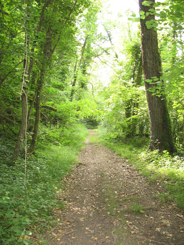 Forêt domaniale de Senonches - Forêt et vallée de l’Eure - Fontaine-Simon
