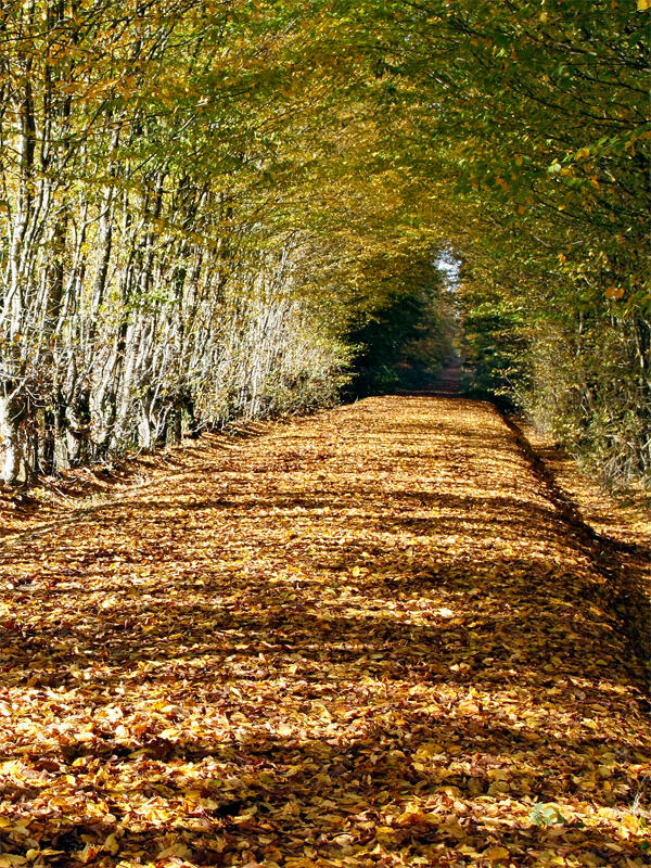 Forêt domaniale de Senonches - circuit nature - Senonches