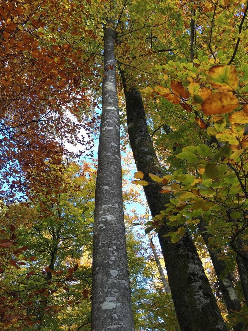 Forêt senonches