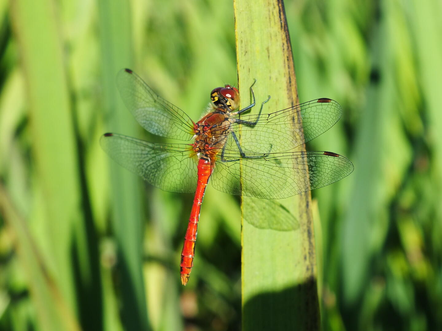 Sympetrum-sanguin---Yann-Batailhou
