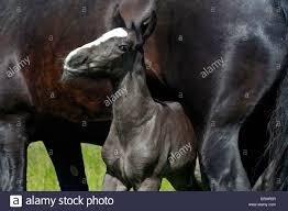 cheval les ecuries des landes