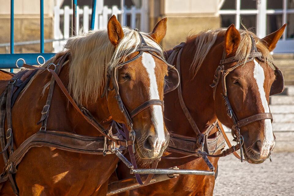 chevaux-caleche