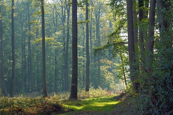 foret-11
