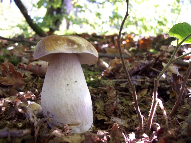 -champignons-PNRP