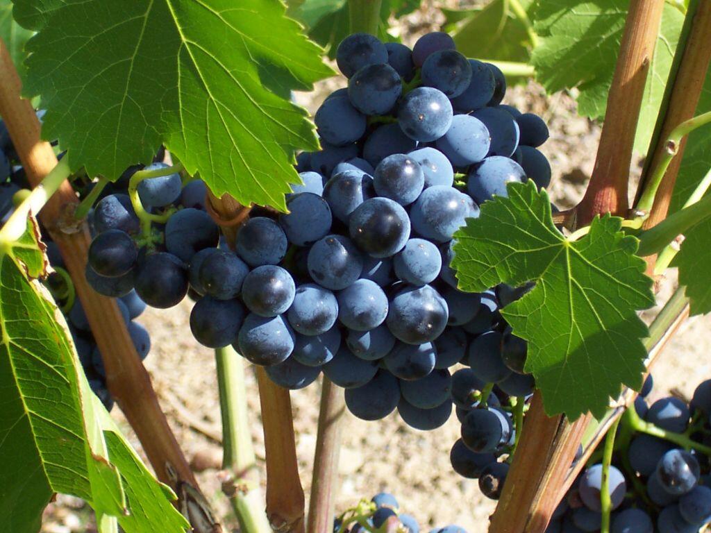normal-Vignobles-cave-Berlou-2