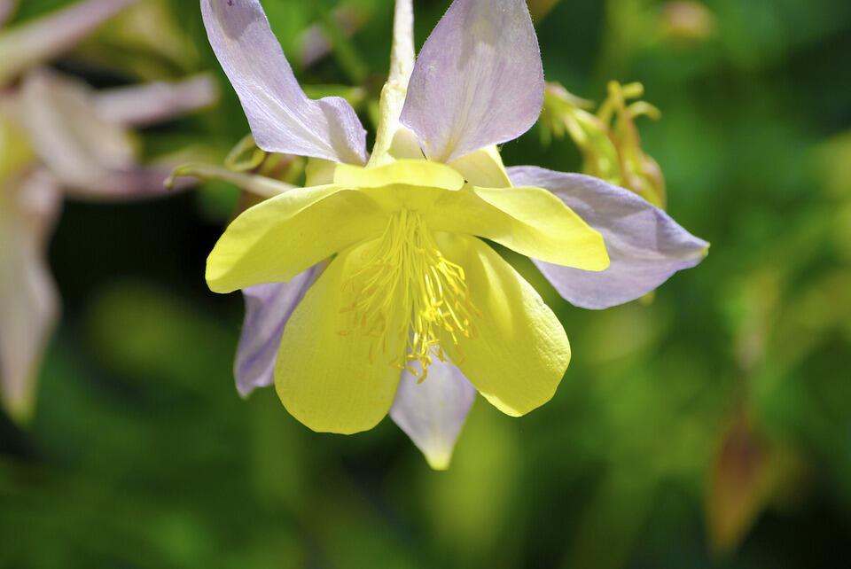 yellow-3417863_960_720