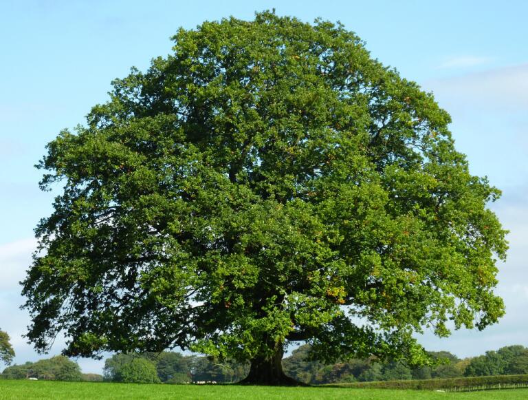 Arbre