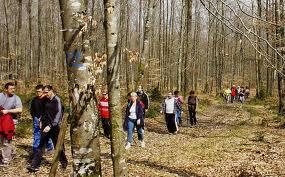 Balade Bois des Jonquilles