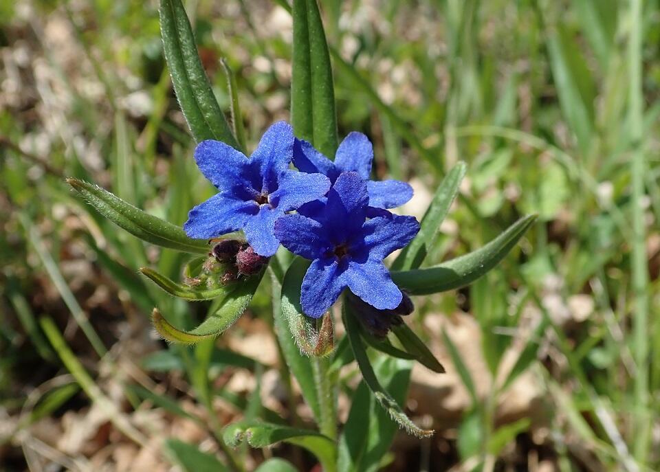 Buglossoides purpurocaerulea - balade 7 aout©Primula
