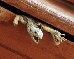 Lézard