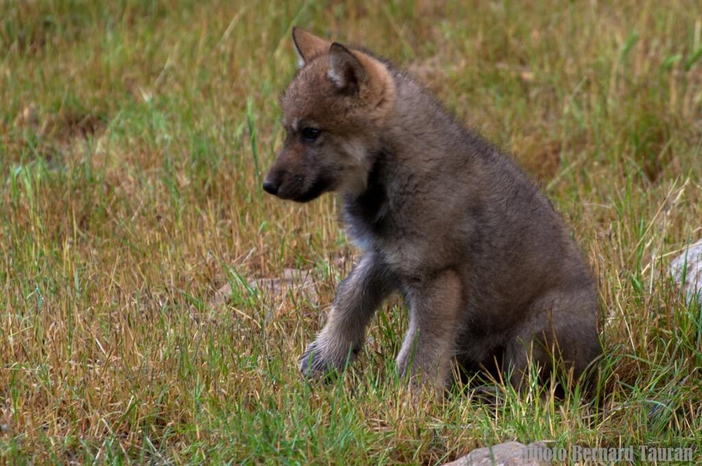 Parc animalier de Gramat