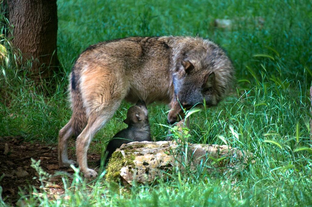 Parc animalier de Gramat