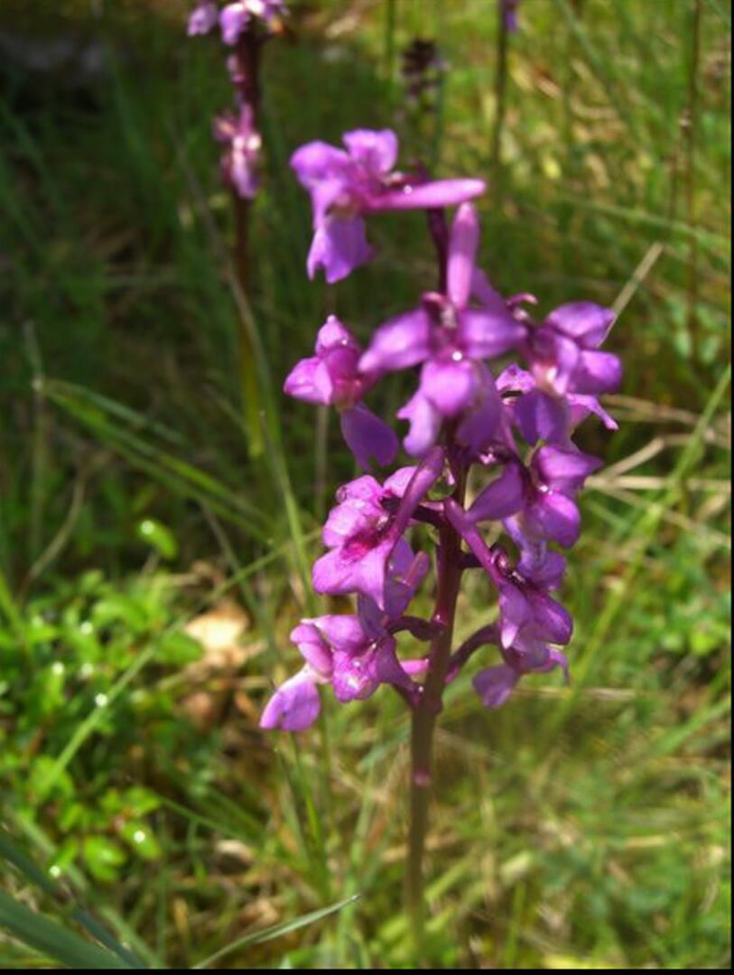 Orchidée
