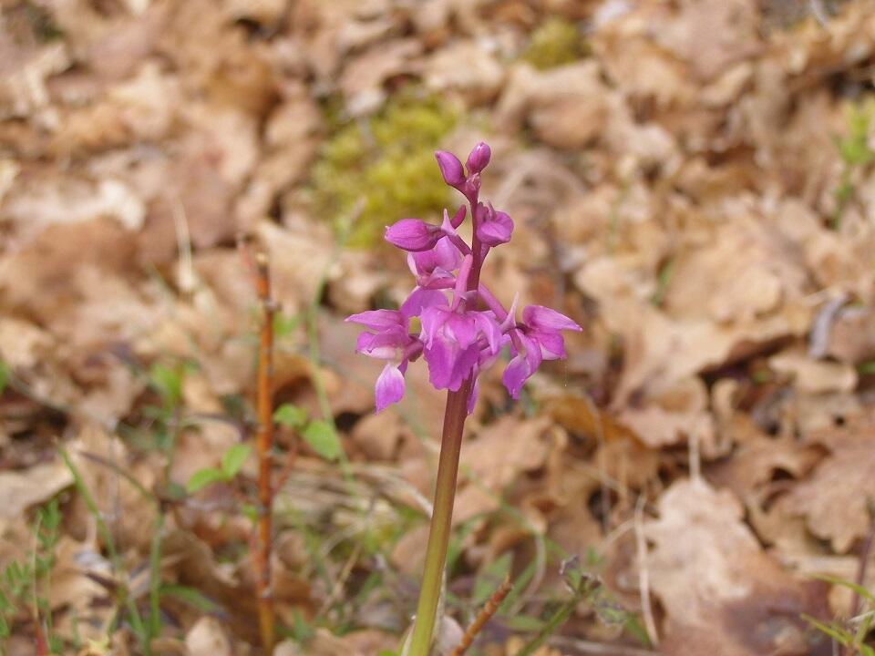 Orchidée©OT Lot-Vignoble- Rachel Puyo