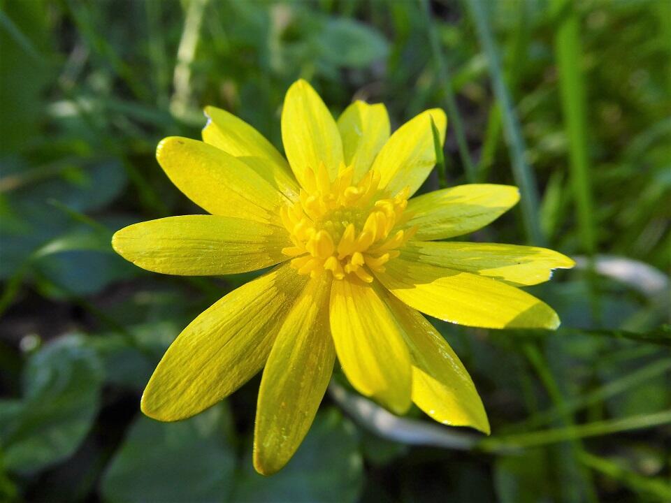 Ranunculus ficaria - balade 7 juillet©Primula