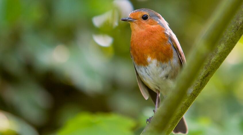 Rouge-Gorge