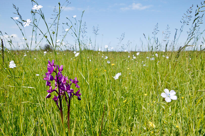 TD000089_prairie-orchidee-1